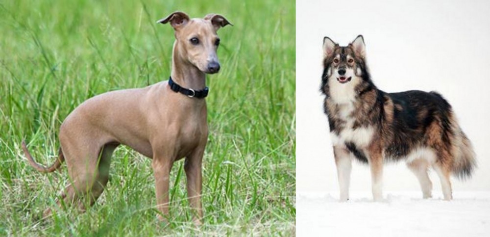 Utonagan vs Italian Greyhound - Breed Comparison