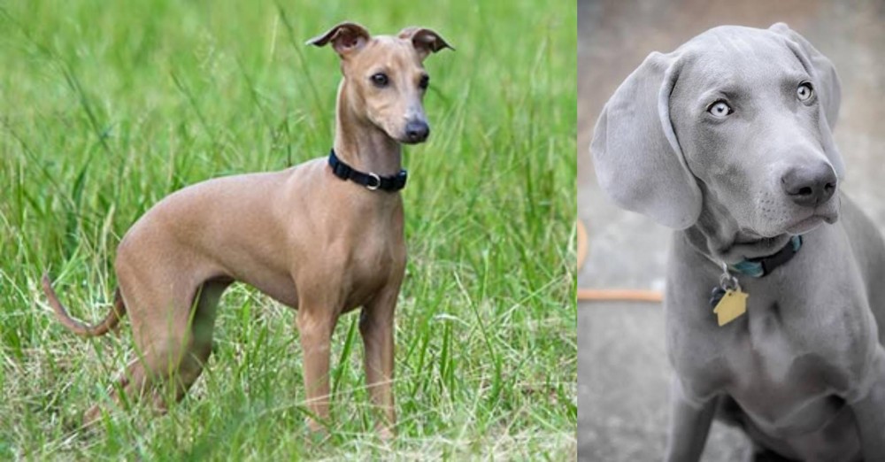 Weimaraner vs Italian Greyhound - Breed Comparison