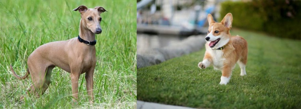 Welsh Corgi vs Italian Greyhound - Breed Comparison