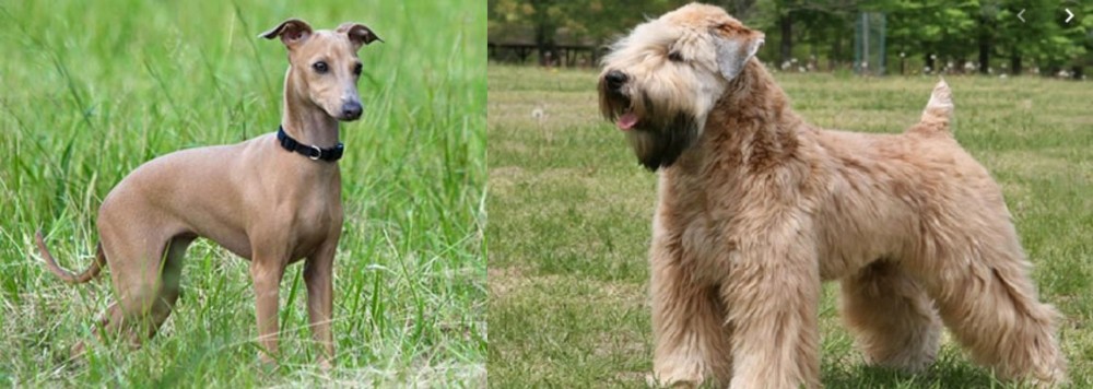 Wheaten Terrier vs Italian Greyhound - Breed Comparison