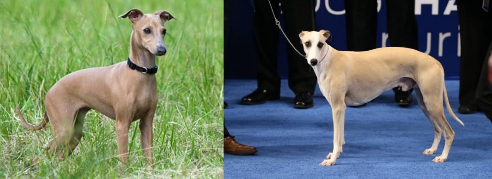 Whippet vs Italian Greyhound - Breed Comparison