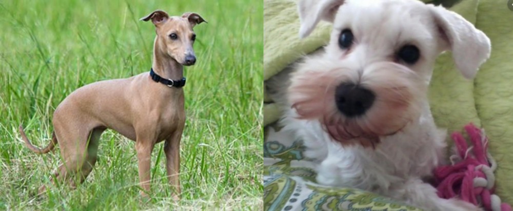 White Schnauzer vs Italian Greyhound - Breed Comparison