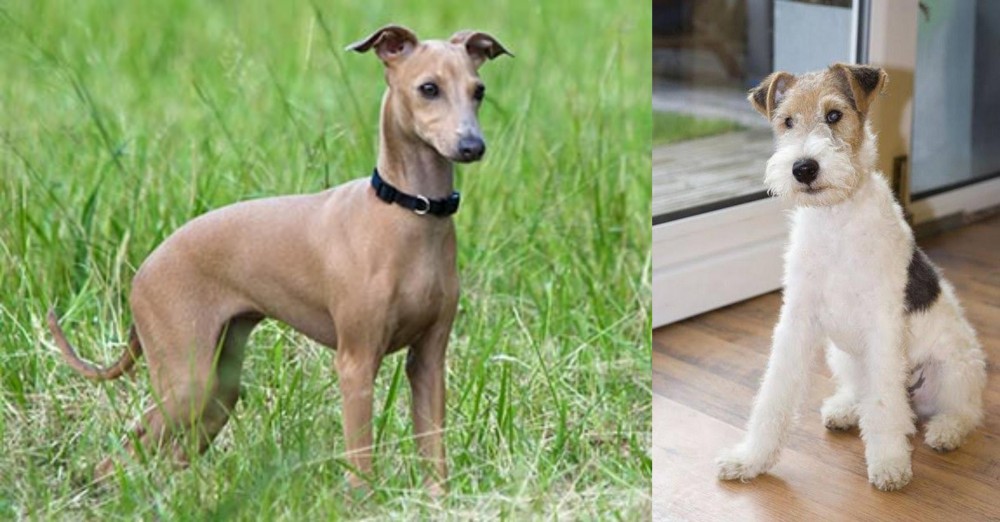 Wire Fox Terrier vs Italian Greyhound - Breed Comparison