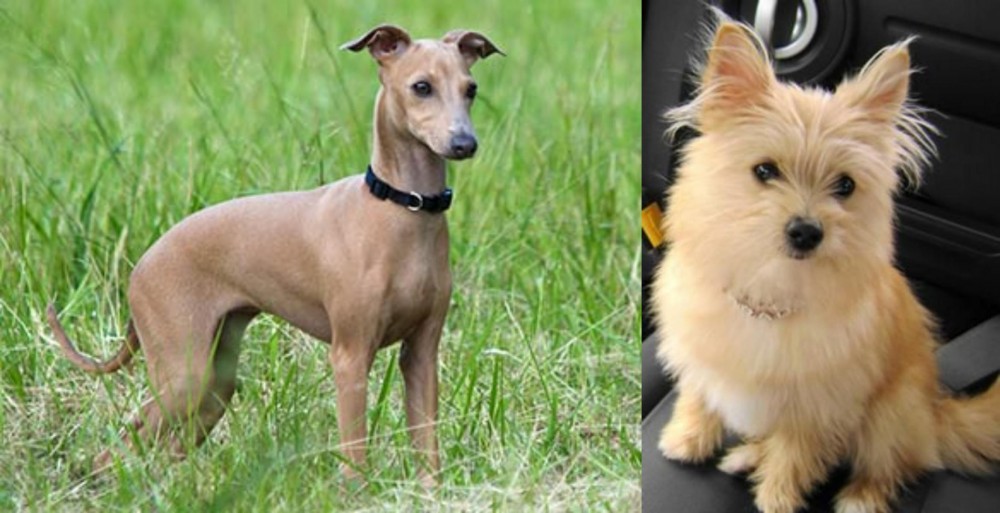 Yoranian vs Italian Greyhound - Breed Comparison