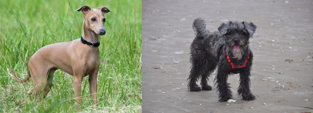 YorkiePoo vs Italian Greyhound - Breed Comparison