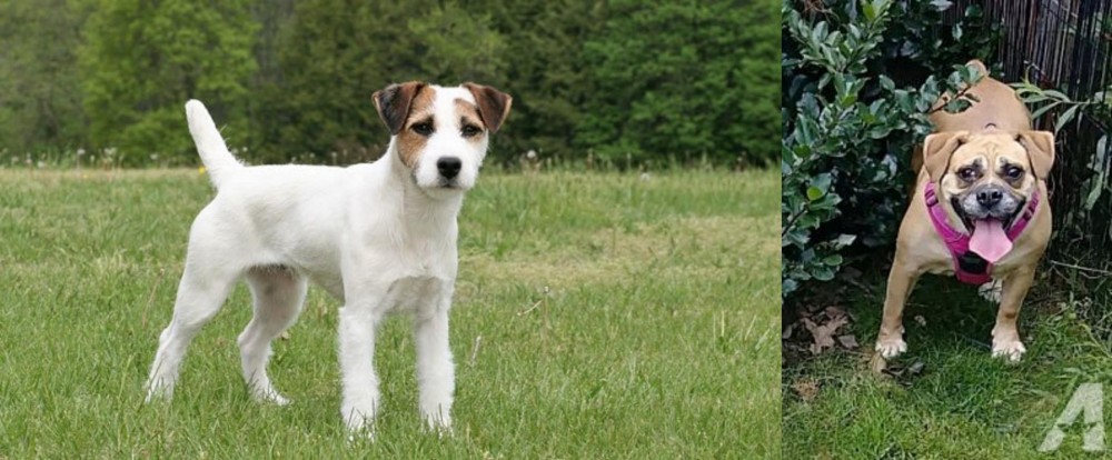 Beabull vs Jack Russell Terrier - Breed Comparison