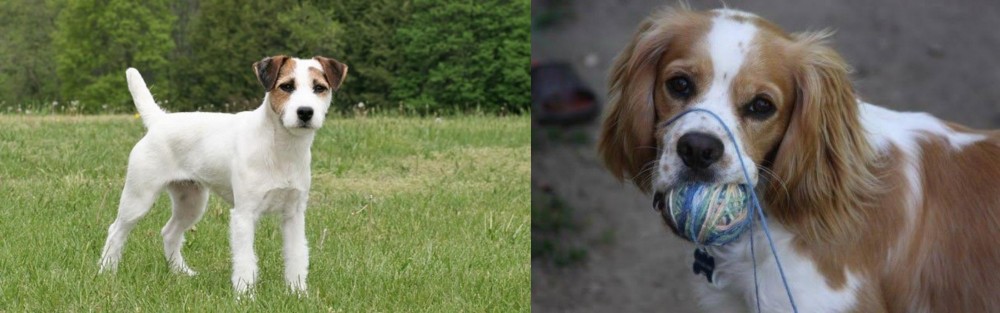 Cockalier vs Jack Russell Terrier - Breed Comparison
