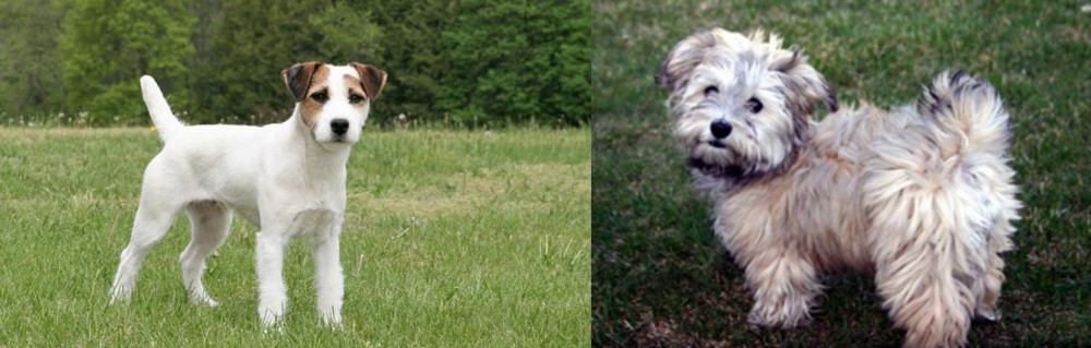 Havapoo vs Jack Russell Terrier - Breed Comparison