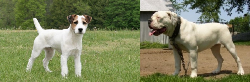 Hermes Bulldogge vs Jack Russell Terrier - Breed Comparison