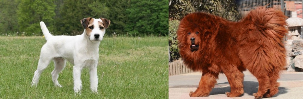 Himalayan Mastiff vs Jack Russell Terrier - Breed Comparison