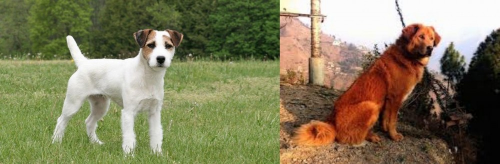 Himalayan Sheepdog vs Jack Russell Terrier - Breed Comparison