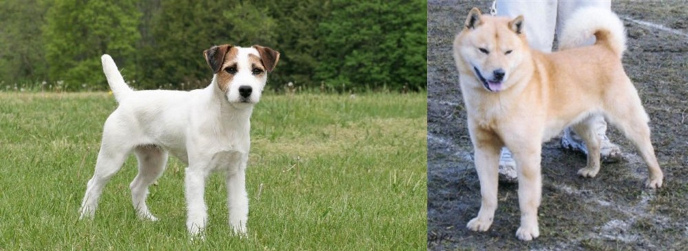 Hokkaido vs Jack Russell Terrier - Breed Comparison