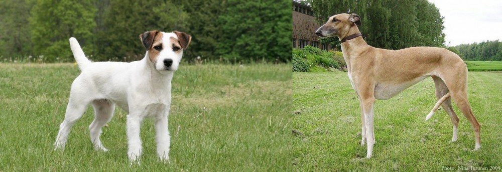 Hortaya Borzaya vs Jack Russell Terrier - Breed Comparison