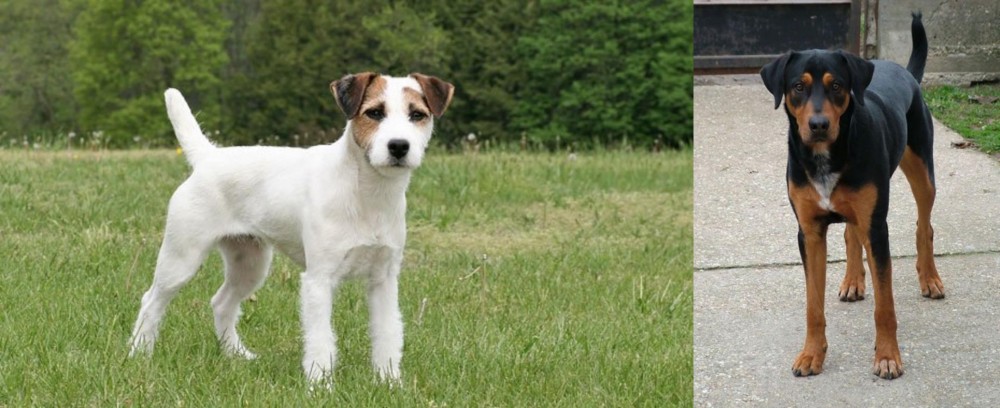 Hungarian Hound vs Jack Russell Terrier - Breed Comparison