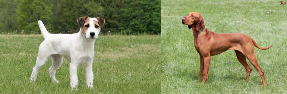 Hungarian Vizsla vs Jack Russell Terrier - Breed Comparison