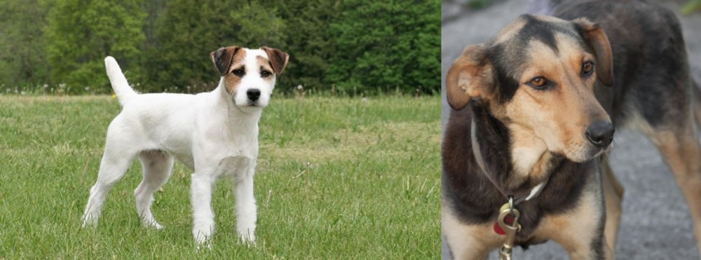 Huntaway vs Jack Russell Terrier - Breed Comparison
