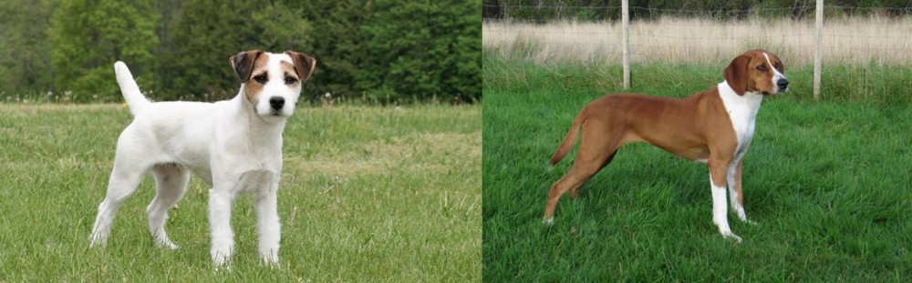 Hygenhund vs Jack Russell Terrier - Breed Comparison