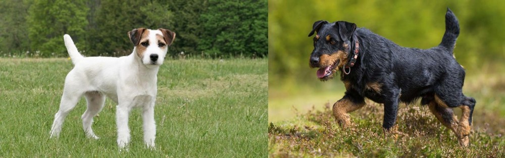 Jagdterrier vs Jack Russell Terrier - Breed Comparison