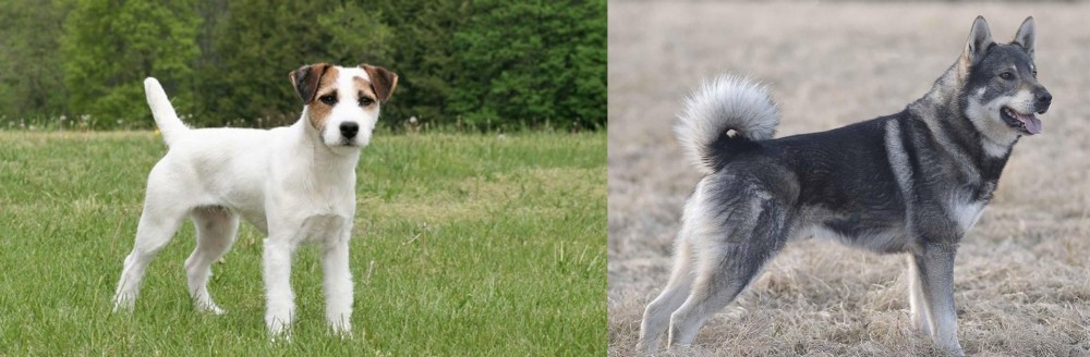 Jamthund vs Jack Russell Terrier - Breed Comparison