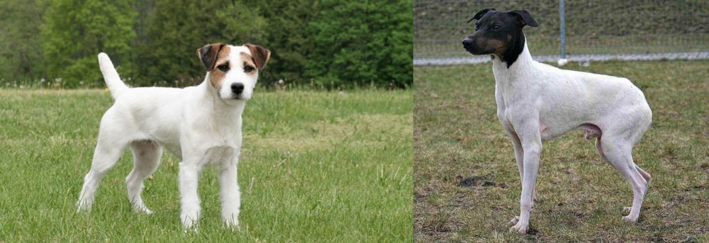 Japanese Terrier vs Jack Russell Terrier - Breed Comparison