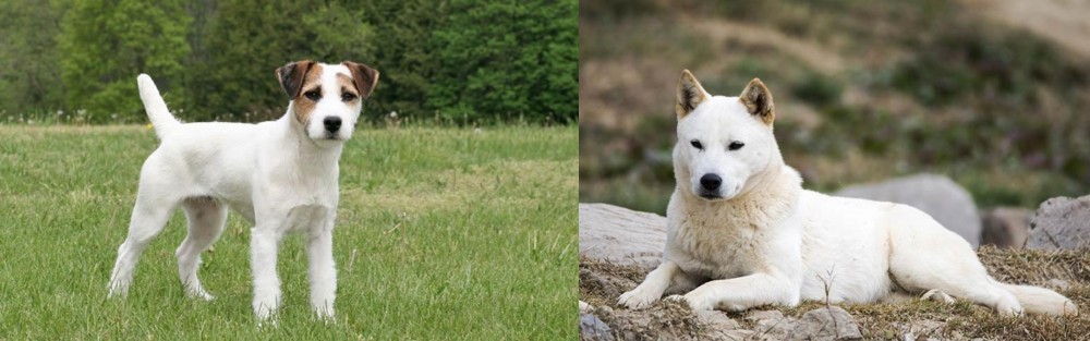 Jindo vs Jack Russell Terrier - Breed Comparison