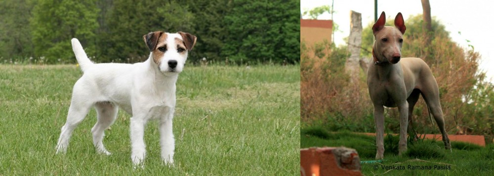Jonangi vs Jack Russell Terrier - Breed Comparison