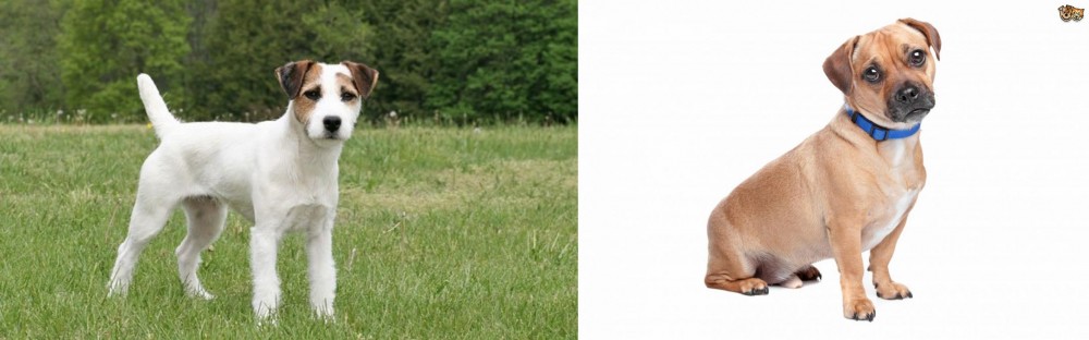 Jug vs Jack Russell Terrier - Breed Comparison