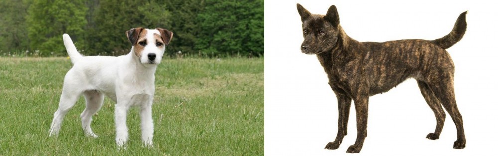 Kai Ken vs Jack Russell Terrier - Breed Comparison