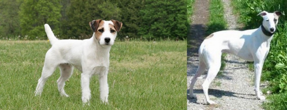 Kaikadi vs Jack Russell Terrier - Breed Comparison