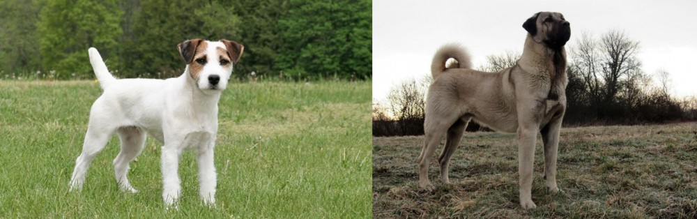 Kangal Dog vs Jack Russell Terrier - Breed Comparison