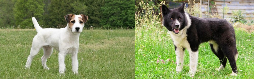 Karelian Bear Dog vs Jack Russell Terrier - Breed Comparison