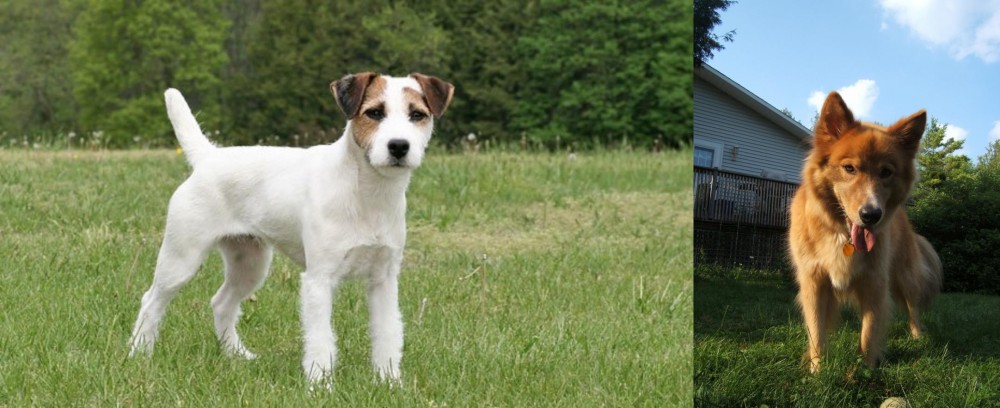 Karelo-Finnish Laika vs Jack Russell Terrier - Breed Comparison
