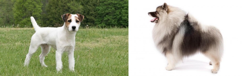 Keeshond vs Jack Russell Terrier - Breed Comparison