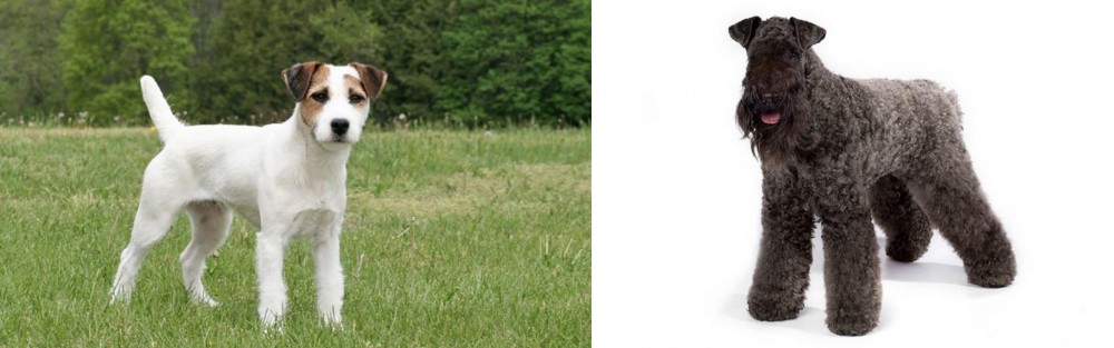 Kerry Blue Terrier vs Jack Russell Terrier - Breed Comparison