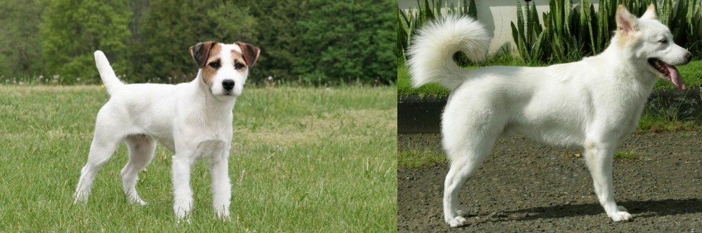 Kintamani vs Jack Russell Terrier - Breed Comparison