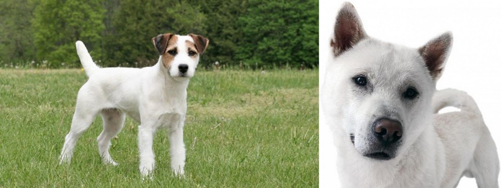 Kishu vs Jack Russell Terrier - Breed Comparison