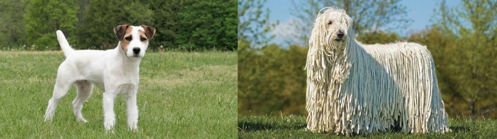 Komondor vs Jack Russell Terrier - Breed Comparison