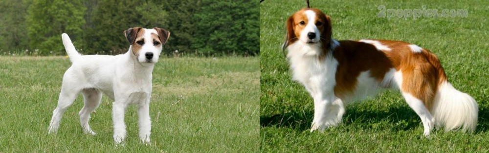 Kooikerhondje vs Jack Russell Terrier - Breed Comparison