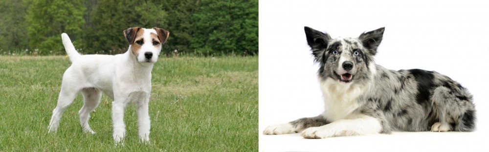 Koolie vs Jack Russell Terrier - Breed Comparison