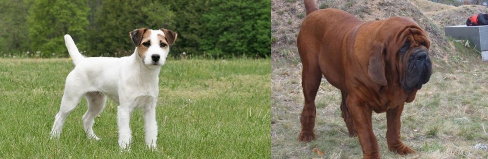 Korean Mastiff vs Jack Russell Terrier - Breed Comparison