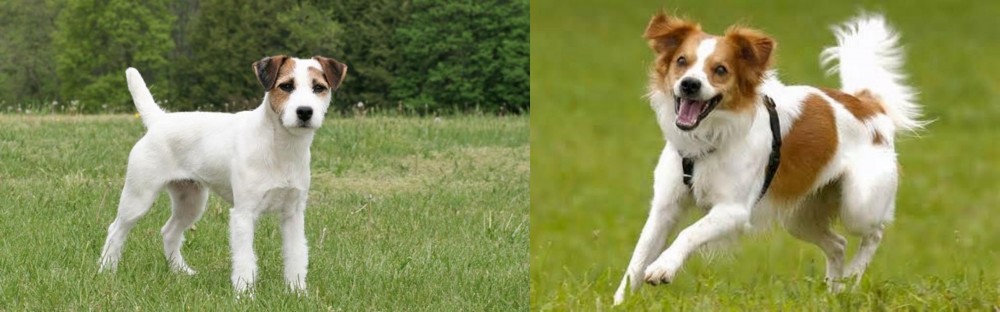 Kromfohrlander vs Jack Russell Terrier - Breed Comparison