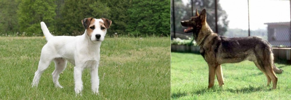 Kunming Dog vs Jack Russell Terrier - Breed Comparison