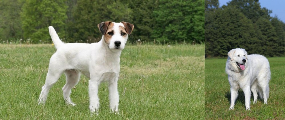 Kuvasz vs Jack Russell Terrier - Breed Comparison