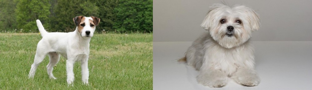 Kyi-Leo vs Jack Russell Terrier - Breed Comparison