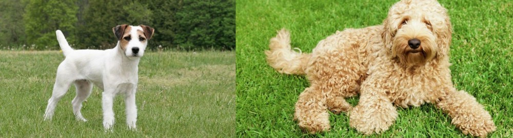 Labradoodle vs Jack Russell Terrier - Breed Comparison