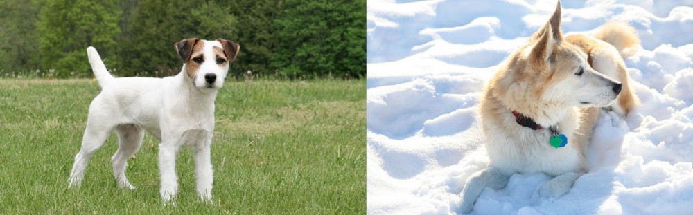 Labrador Husky vs Jack Russell Terrier - Breed Comparison
