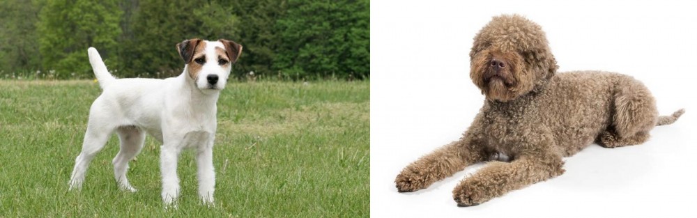 Lagotto Romagnolo vs Jack Russell Terrier - Breed Comparison