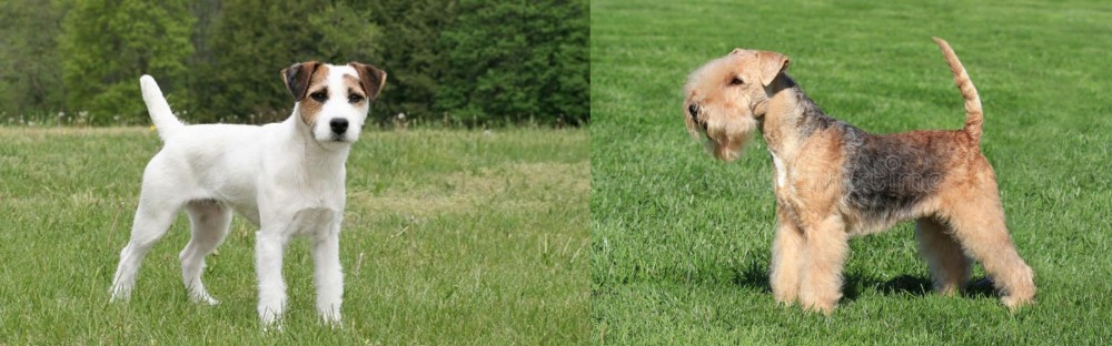 Lakeland Terrier vs Jack Russell Terrier - Breed Comparison