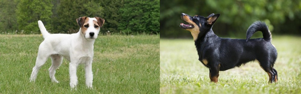 Lancashire Heeler vs Jack Russell Terrier - Breed Comparison