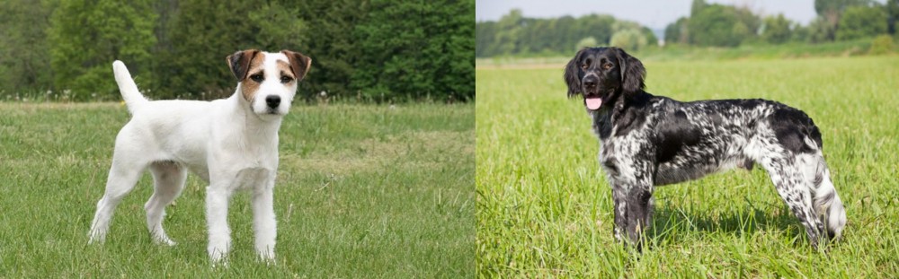 Large Munsterlander vs Jack Russell Terrier - Breed Comparison